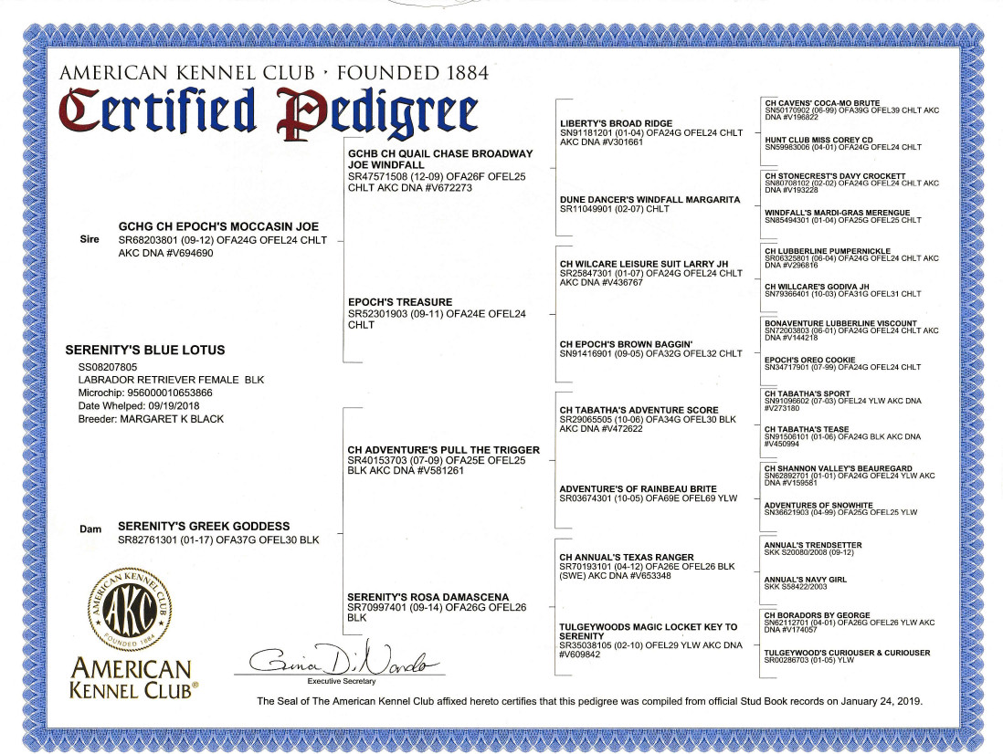 Pedigree for Blue Lotus (Lottie)