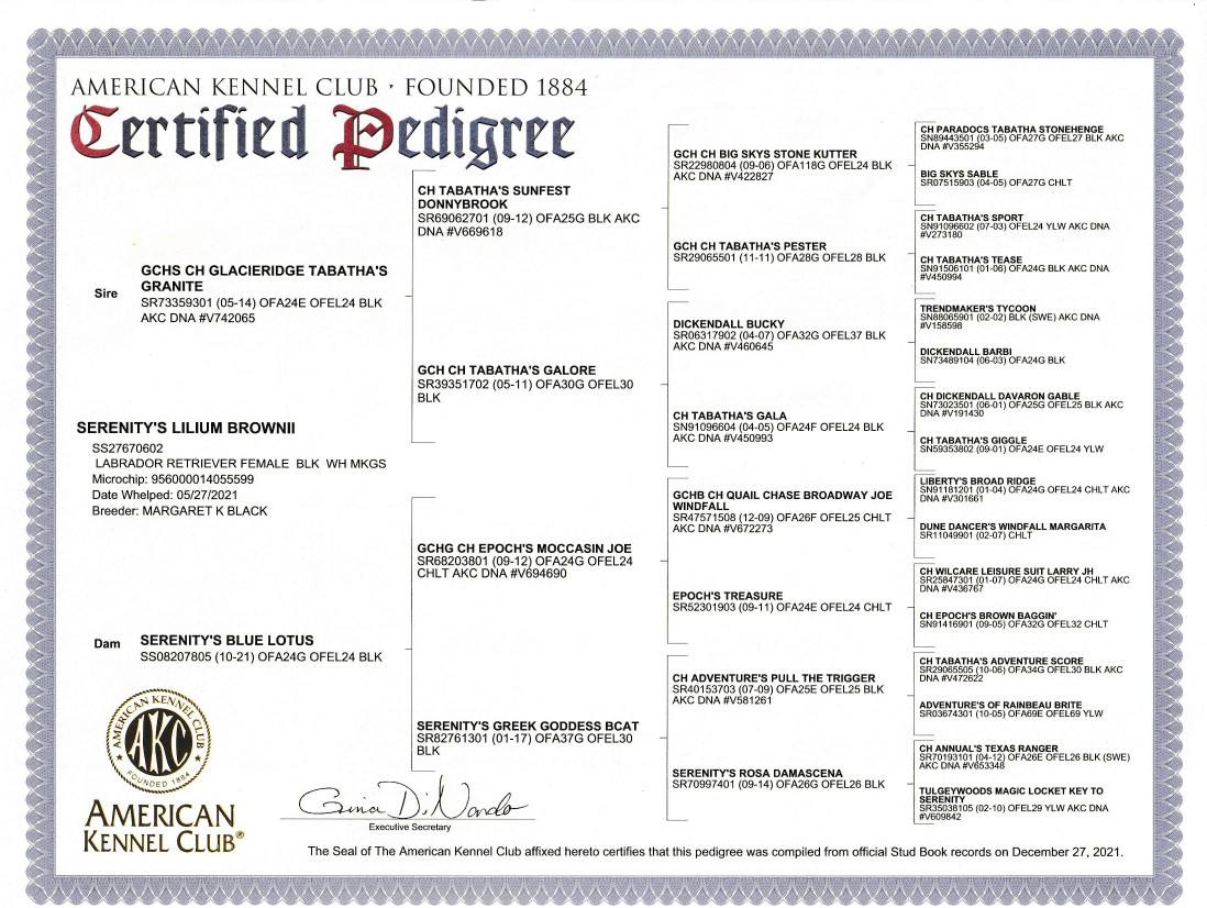 Pedigree for Lilium Brownii (Lili)
