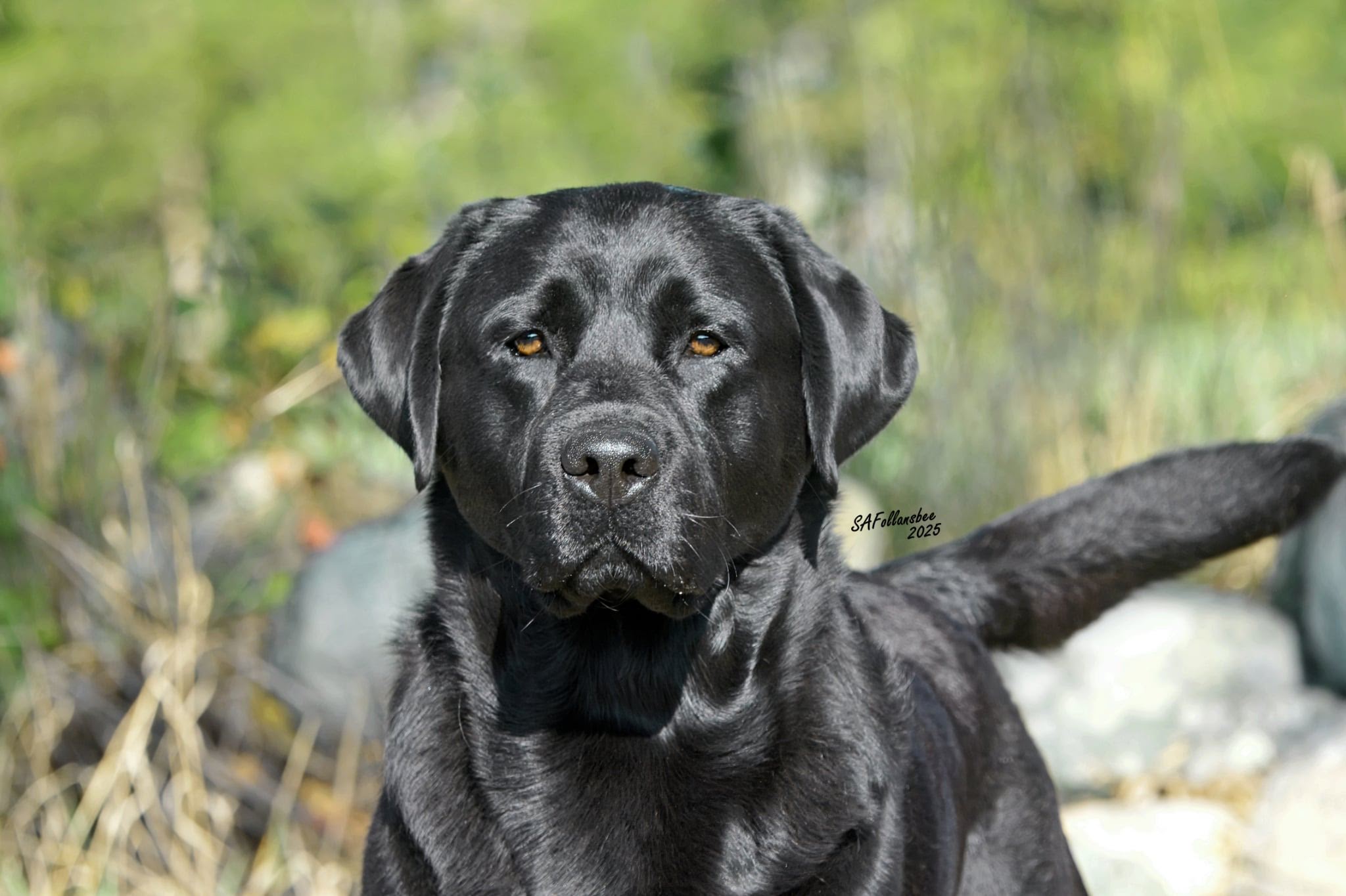 CH Laurus Nobilis (Laurs)